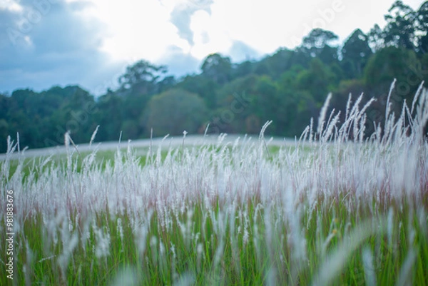 Fototapeta Serene Grassland Field Under Soft Light, A Field of Soft Wild Grasses, Rolling Green Fields in the Countryside, A Calm Morning in the Grassy Wilderness, grass and mountains, landscape with lake, lands