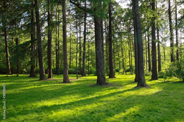 Fototapeta Pine trees