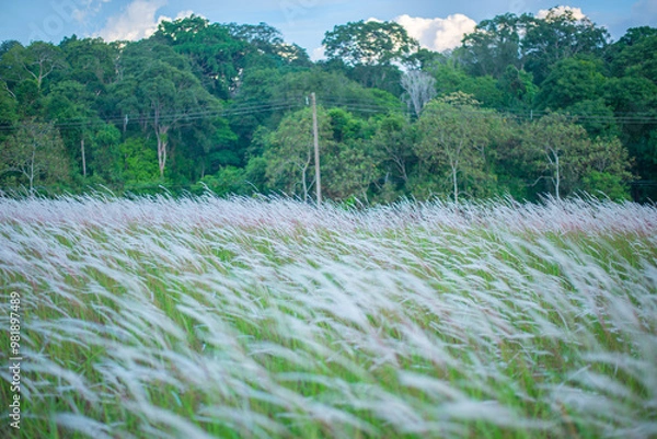 Fototapeta Serene Grassland Field Under Soft Light, A Field of Soft Wild Grasses, Rolling Green Fields in the Countryside, A Calm Morning in the Grassy Wilderness, grass and mountains, landscape with lake, lands