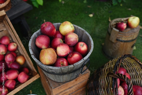 Obraz basket of apples