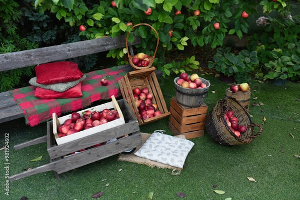 Obraz red apple orchard