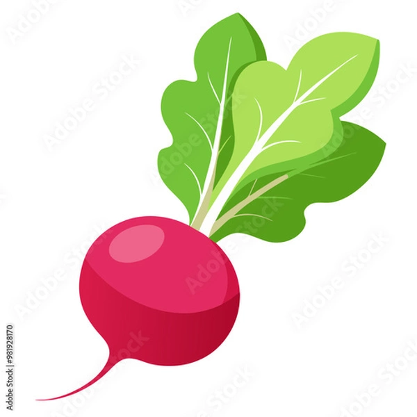 Fototapeta Fresh organic ripe radish vegetable with green leaves, perfect for healthy salads and cooking ingredients isolated on white background