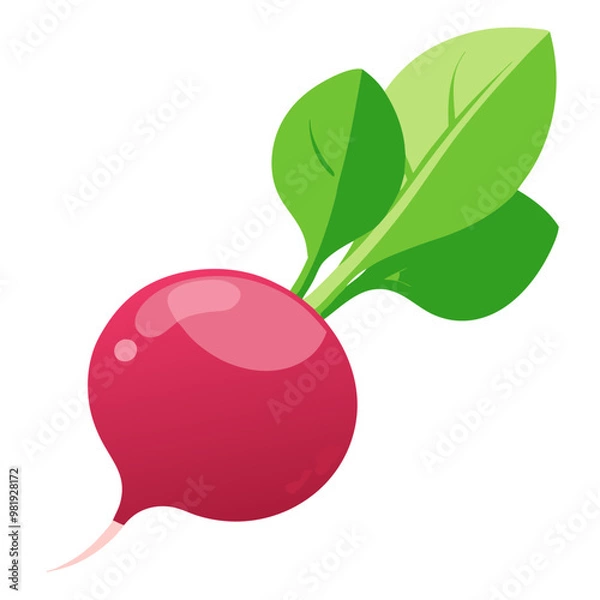 Fototapeta Fresh organic ripe radish vegetable with green leaves, perfect for healthy salads and cooking ingredients isolated on white background