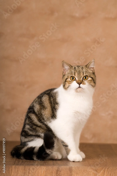 Obraz Scottish cat portrait