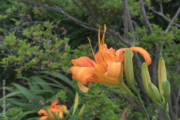 Obraz オレンジの花