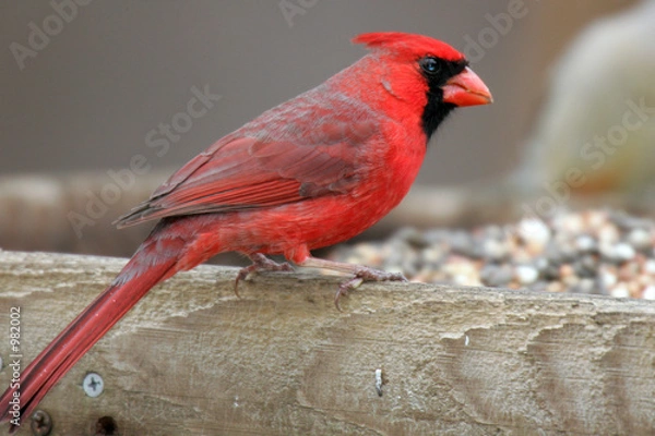 Fototapeta cardinal closeup on bird feeder
