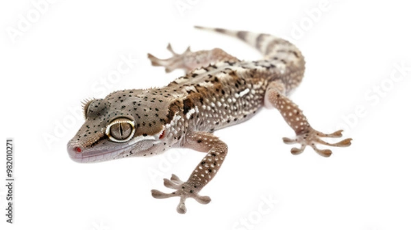 Obraz Mourning Gecko full body isolate on transparent background