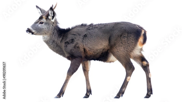 Obraz Musk Deer full body isolate on transparent background