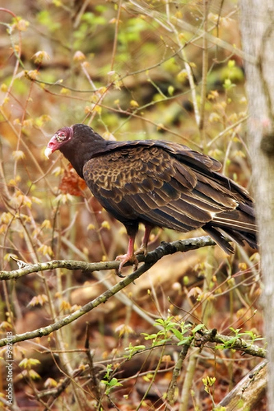 Obraz turkey buzzard perched in tree