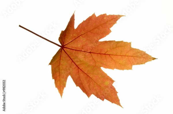 Fototapeta red leaf maple