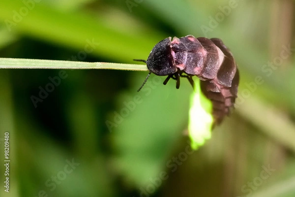 Fototapeta Robaczek świętojański (Lampyris noctiluca) świecący na trawie