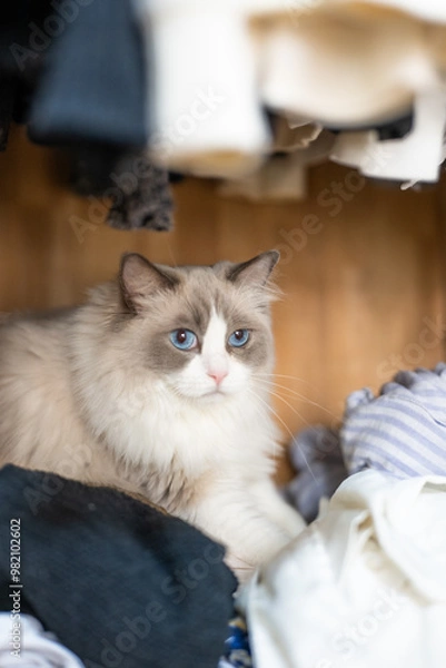 Fototapeta ragdoll grey cat lies and plays, hidden in the closet, a rack of hanging blouses,blue cat eyes