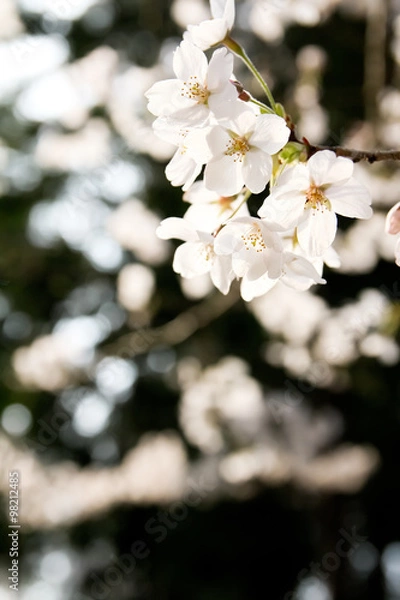 Obraz Cherry blossoms