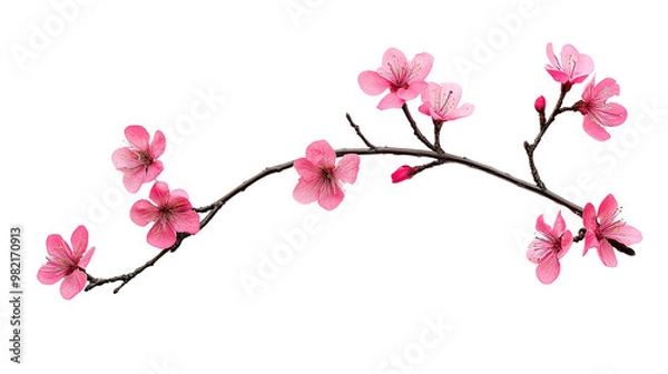 Fototapeta Tree branch flower on a white transparent background
