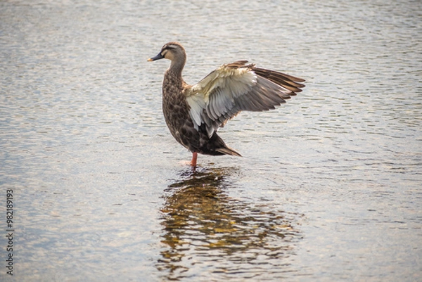 Fototapeta Spot-billed duck with its wings spread.