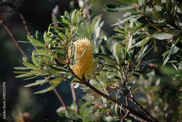 Obraz flower in the forest