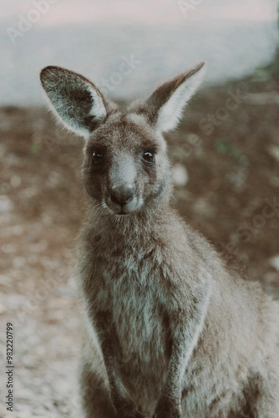 Obraz kangaroo in the wild