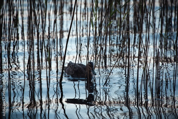 Obraz reflection in water