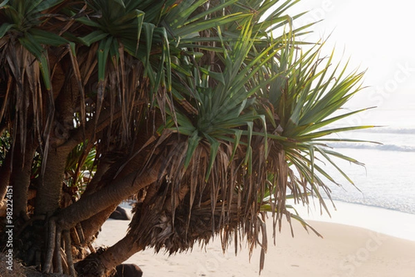 Obraz palm tree on the beach