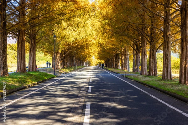 Fototapeta 滋賀県　紅葉したメタセコイア並木
