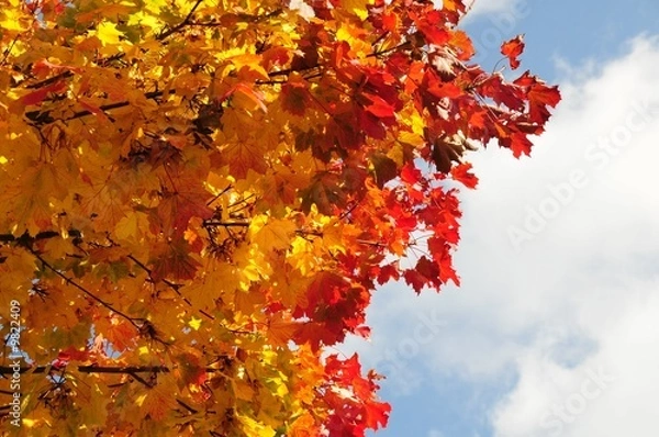 Fototapeta Autumn leaves against a beautiful sky