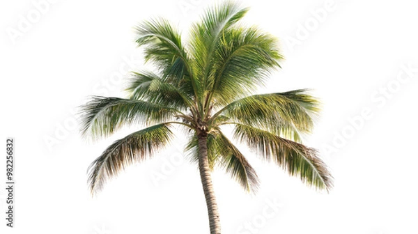 Fototapeta Palm tree on a white transparent background