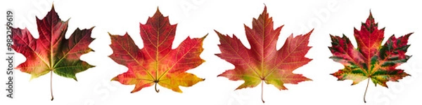 Fototapeta Set of autumn maple leaves isolated on white and transparent background