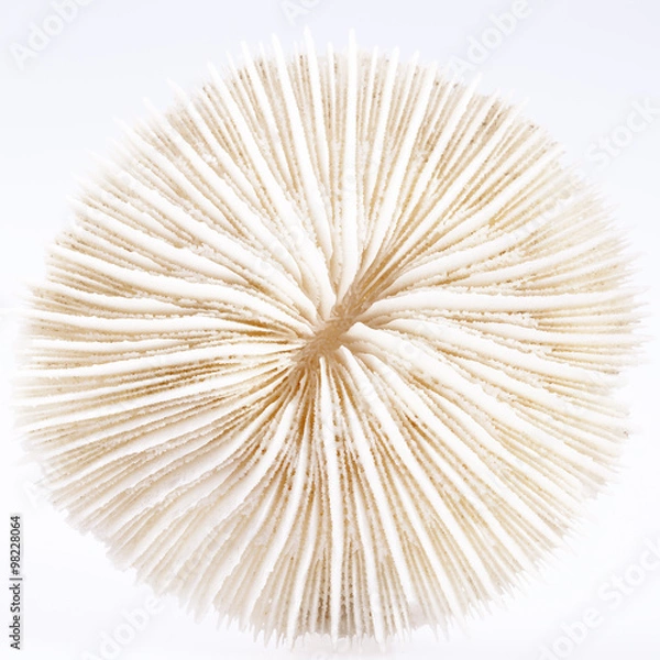 Fototapeta seashell of Fungia isolated  on white background
