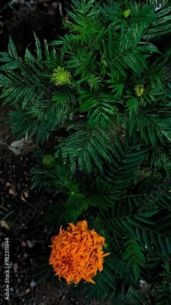 Obraz fern leaf in the forest