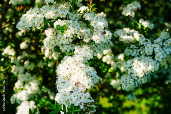 Fototapeta Close up of hawthorn tree flowers

