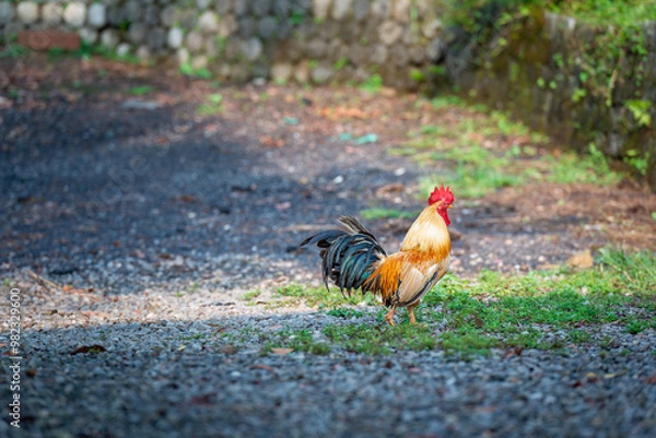 Fototapeta Some energetic roosters roam freely in the mountains, surrounded by lush greenery and stone walls. The chickens display their colorful feathers. New Taipei City, Taiwan.