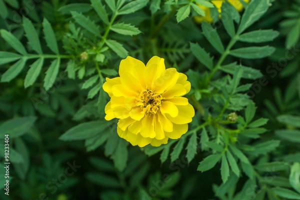 Obraz Single yellow flower