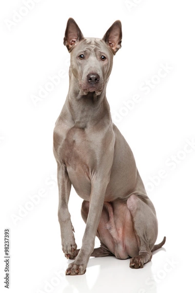 Fototapeta Thai Ridgeback Dog