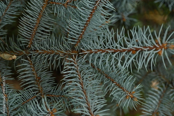 Fototapeta blue Christmas tree branches texture close up, macro  green branch Christmas concept, macro blue Christmas branch tree evergreen close up