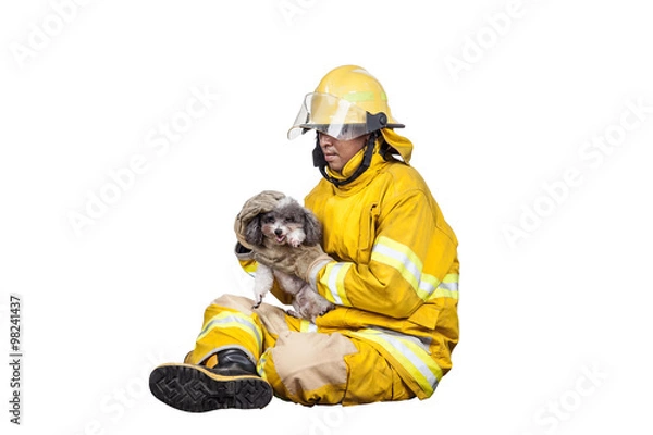 Fototapeta firefighter, fireman rescued the pets from the fire, isolated on white