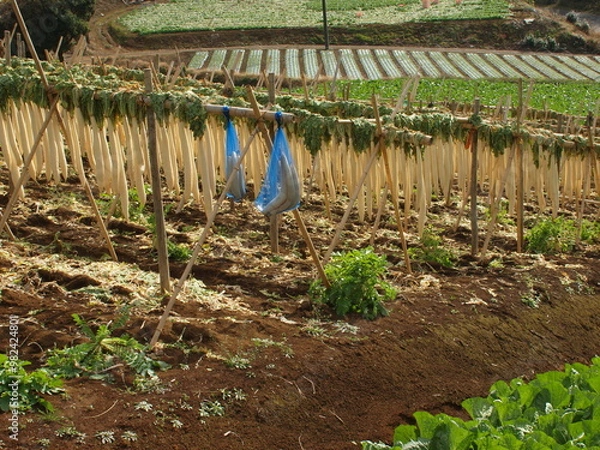 Fototapeta 山麓の干し大根