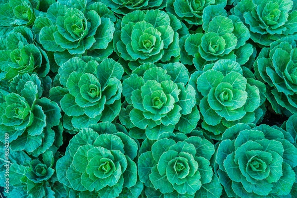 Obraz Green cabbage in the vegetable garden