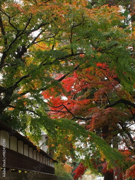 Fototapeta 歪な秋色