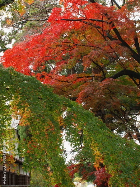 Fototapeta 歪な秋色