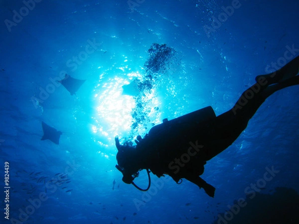 Obraz ダイバーとエイ