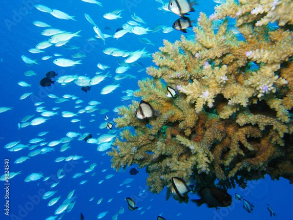 Obraz 魚と珊瑚