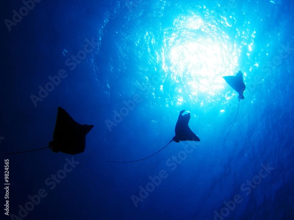 Obraz イーグルレイ