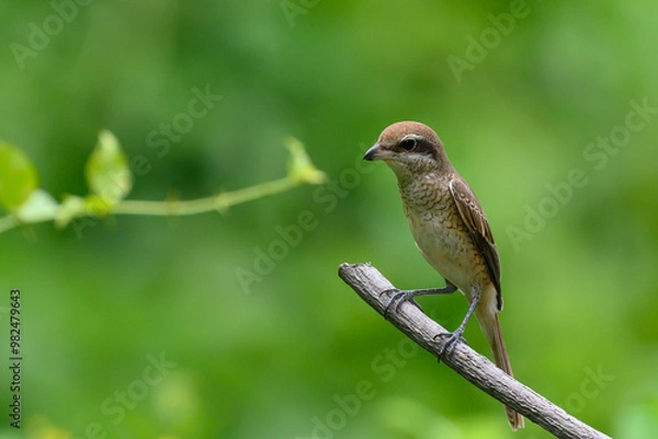 Obraz Brown shrike