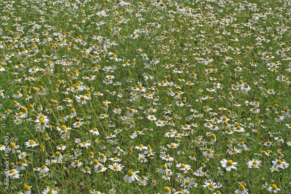 Obraz kamillenblüten wiese
