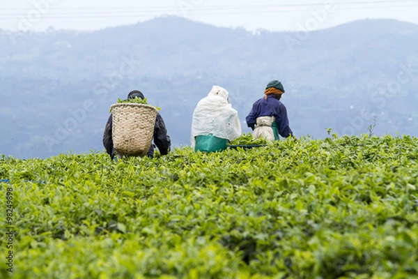 Obraz pracowników na plantacji herbaty