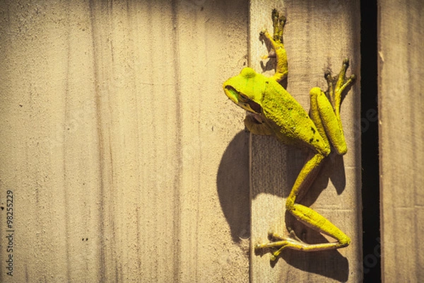 Fototapeta Well Hello There