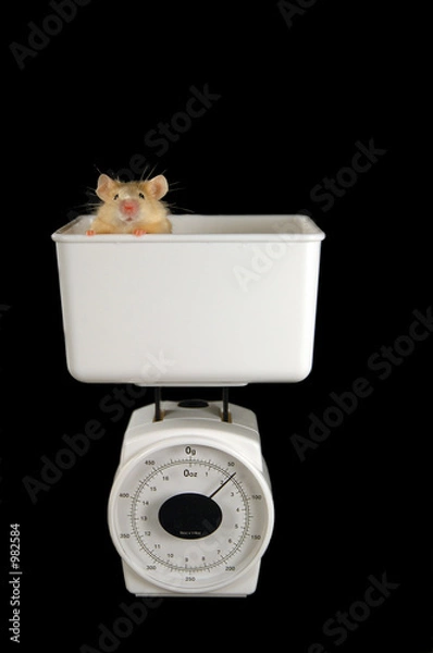 Obraz mouse on scale