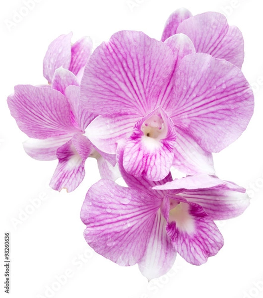 Obraz orchid flower