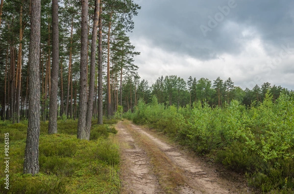 Obraz Летний загородный пейзаж в Псковской области 
