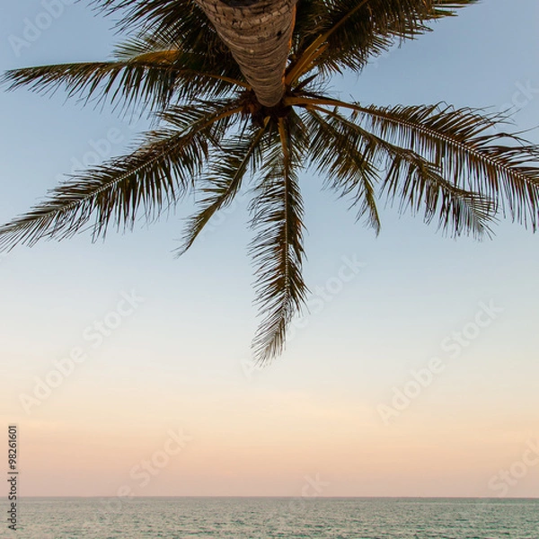 Fototapeta Coconut tree